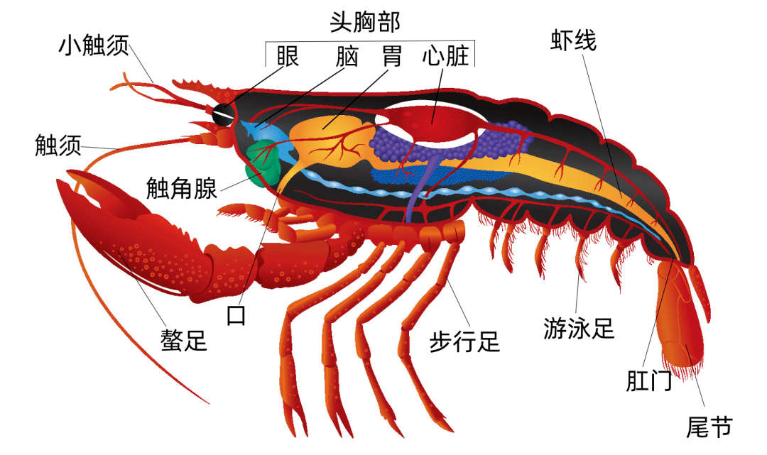 小龍蝦頭里的是“屎”還是“黃”？能吃嗎？